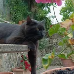 Tatil Evi Casa Orneto *